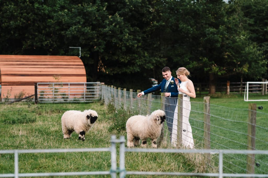 bride and groom petting sheep at wootton park